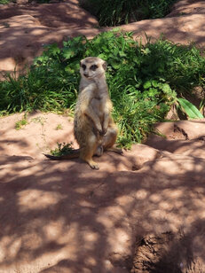 Erdmännchen sind sehr wachsam und verteidigen die Grüppe vor Feinden